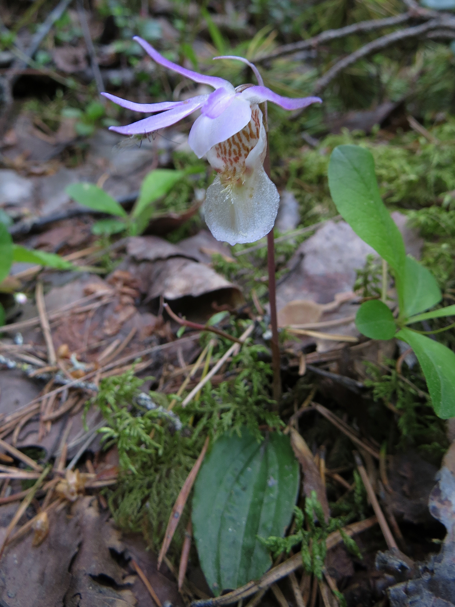 Calypso bulbosa var. bulbosa