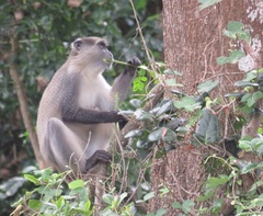 Cercopithecus mitis erythrarchus