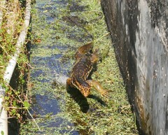 Togian Water Monitor photo 5