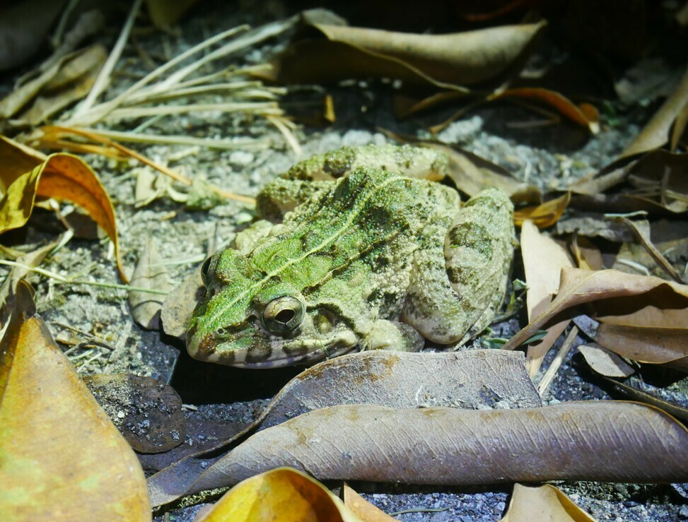 Crabeating Frog from Jeneponto Regency, South Sulawesi, Indonesia on