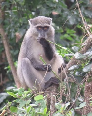 Cercopithecus mitis erythrarchus