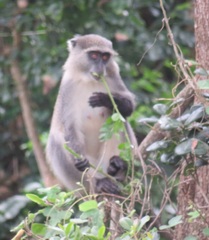 Cercopithecus mitis erythrarchus