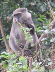 Cercopithecus mitis erythrarchus