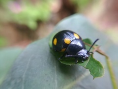 Labidomera suturella