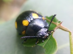 Labidomera suturella