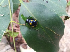 Labidomera suturella