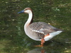Swan Goose - Photo (c) fangchen, some rights reserved (CC BY-NC)