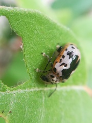 Acrocyum dorsalis