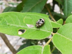 Acrocyum dorsalis