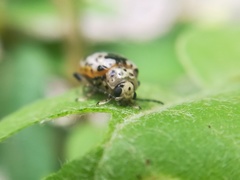 Acrocyum dorsalis