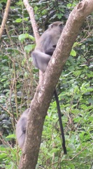 Cercopithecus mitis erythrarchus
