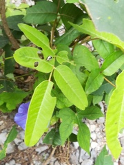 Acrocyum dorsalis