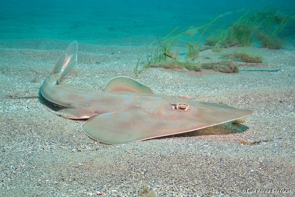 Guitarfishes