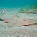 Guitarfishes - Photo (c) Luis P. B., some rights reserved (CC BY-NC), uploaded by Luis P. B.