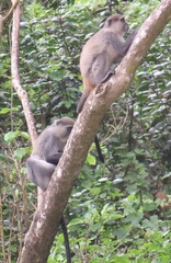 Cercopithecus mitis erythrarchus