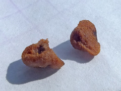 Glomus macrocarpum