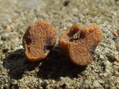 Glomus macrocarpum