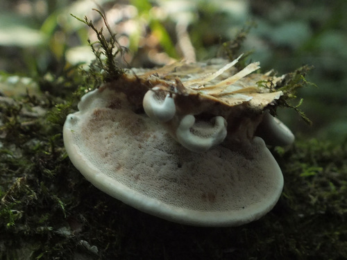 Metuloidea fragrans image