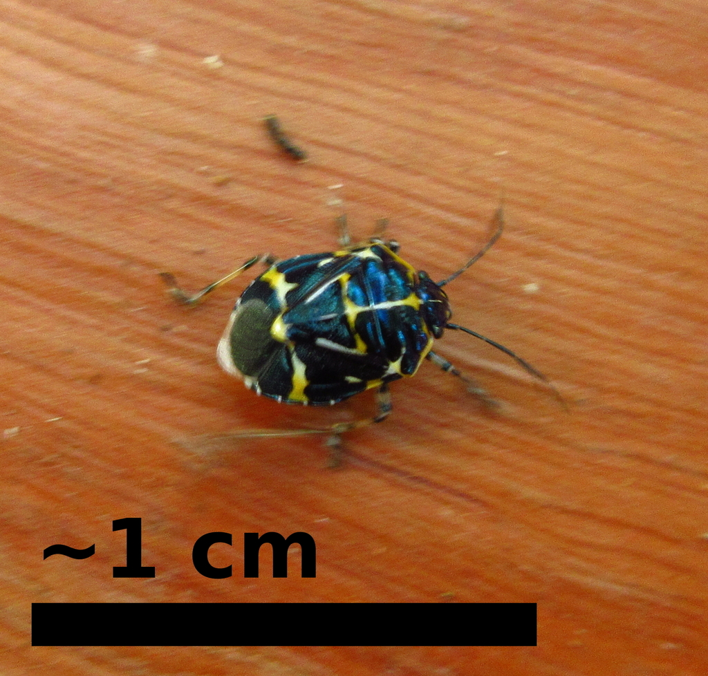Murgantia truncatulata