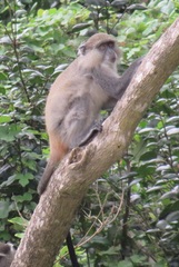 Cercopithecus mitis erythrarchus
