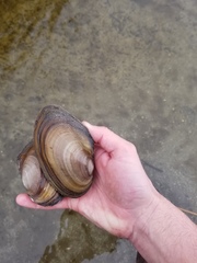 Anodonta nuttalliana