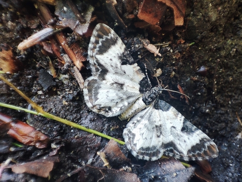 Bordered Chalk Carpet