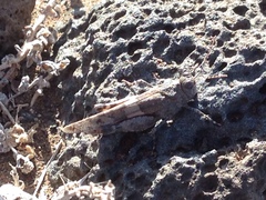 Oedipoda canariensis