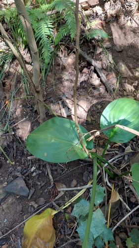 Image of Brisbane Lily (Proiphys cunninghamii) by (c) murrayoke, some rights reserved (CC BY)