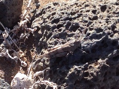 Oedipoda canariensis