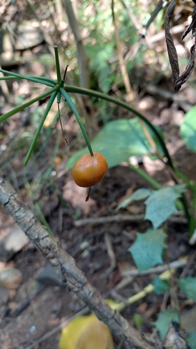 Image of Brisbane Lily (Proiphys cunninghamii) by (c) murrayoke, some rights reserved (CC BY)