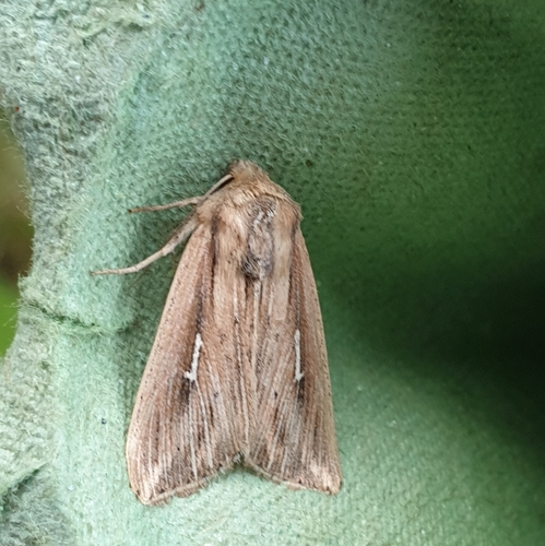 L-album Wainscot, 1797 SL Den Hoorn Texel, Nederland, photo 9 of 10