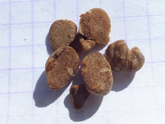 Hymenogaster arenarius