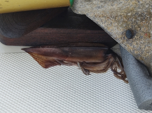 common clubhook squid