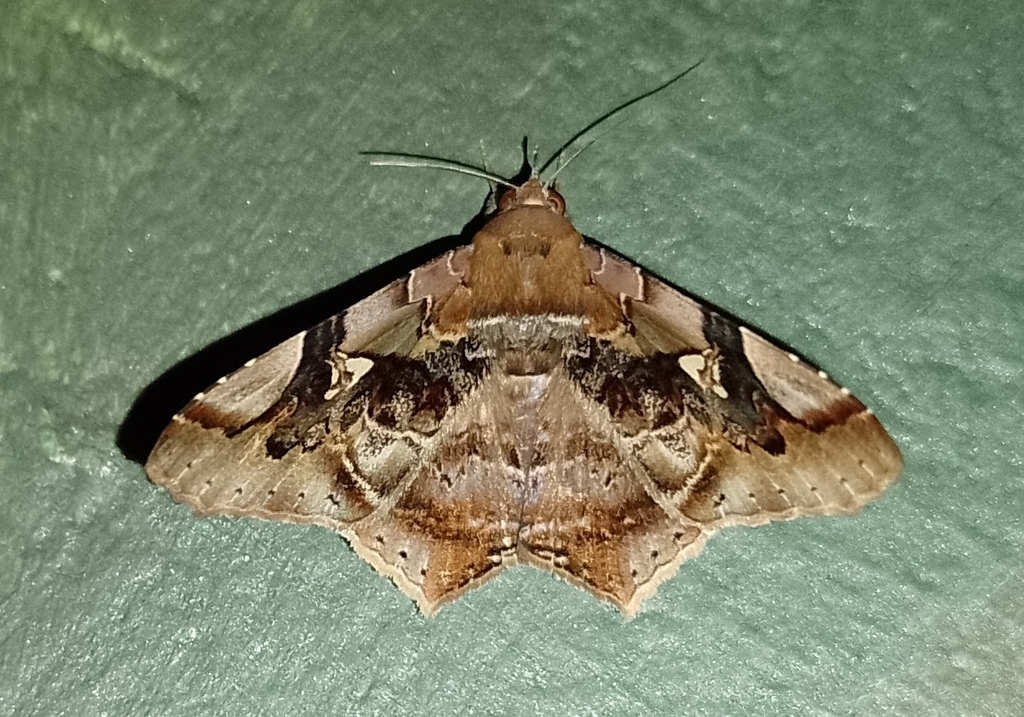 Euclystis