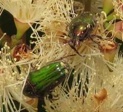 Leucocelis aeneicollis