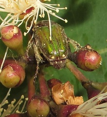 Leucocelis aeneicollis