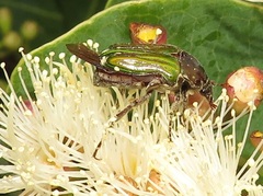 Leucocelis aeneicollis