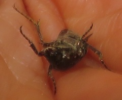 Leucocelis aeneicollis