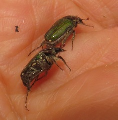 Leucocelis aeneicollis