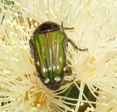 Leucocelis aeneicollis