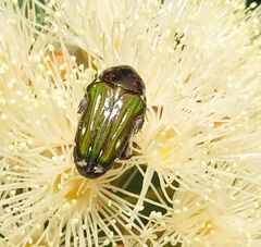 Leucocelis aeneicollis