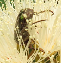 Leucocelis aeneicollis