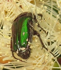 Leucocelis aeneicollis