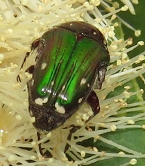 Leucocelis aeneicollis