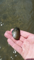 Anodonta nuttalliana