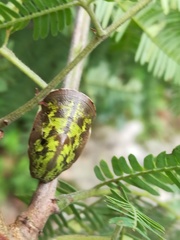 Charaxinae
