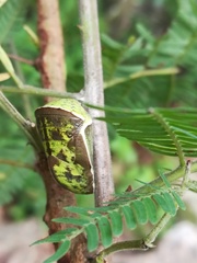 Charaxinae