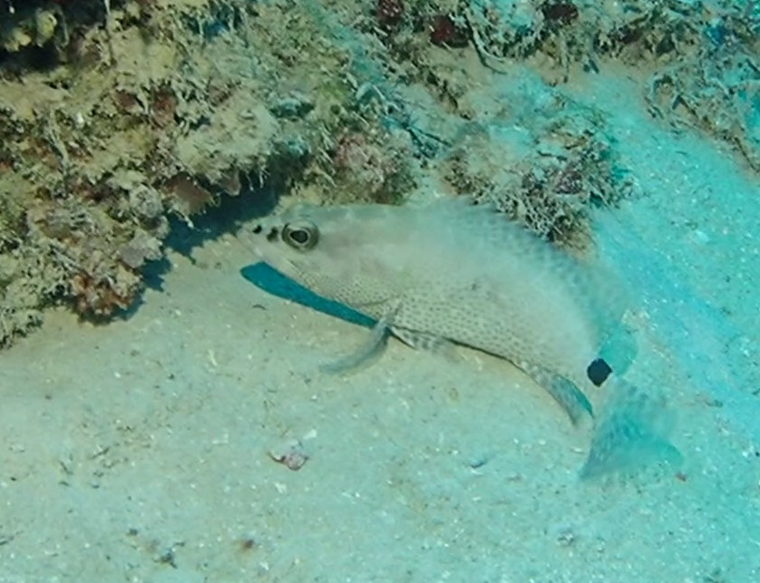 Camouflage grouper