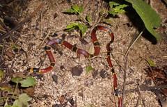 Pliocercus elapoides