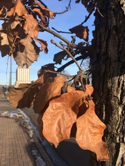Quercus macrocarpa